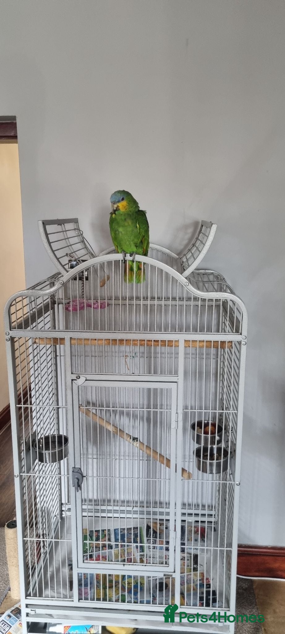 Parrots birds Amazon orange wing parrot  - Advert 1