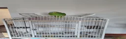 Parrots birds for sale: Amazon orange wing parrot  - Advert 1