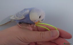 Budgerigars birds for sale: Hand reared silly tame baby budgies  - Image 28
