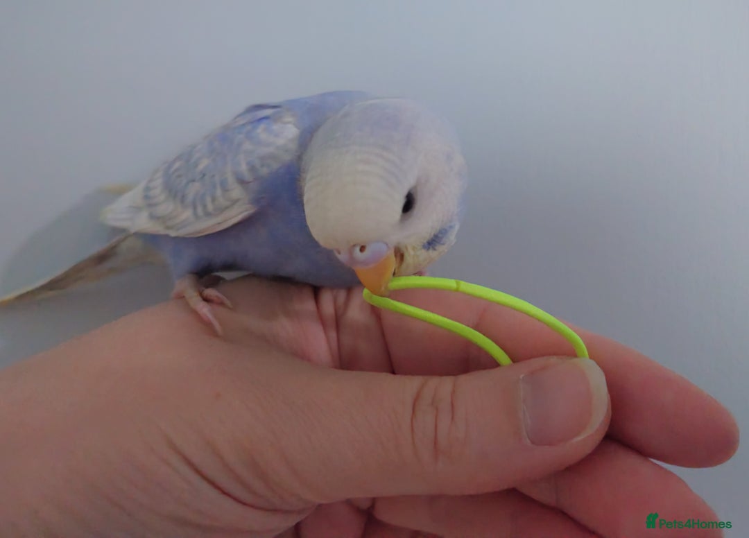 Budgerigars birds for sale: Hand reared silly tame baby budgies  - Image 28