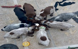 Cocker Spaniel dogs for sale: Stunning Blue/Liver Roan Cocker Spaniels Puppies  - Image 1