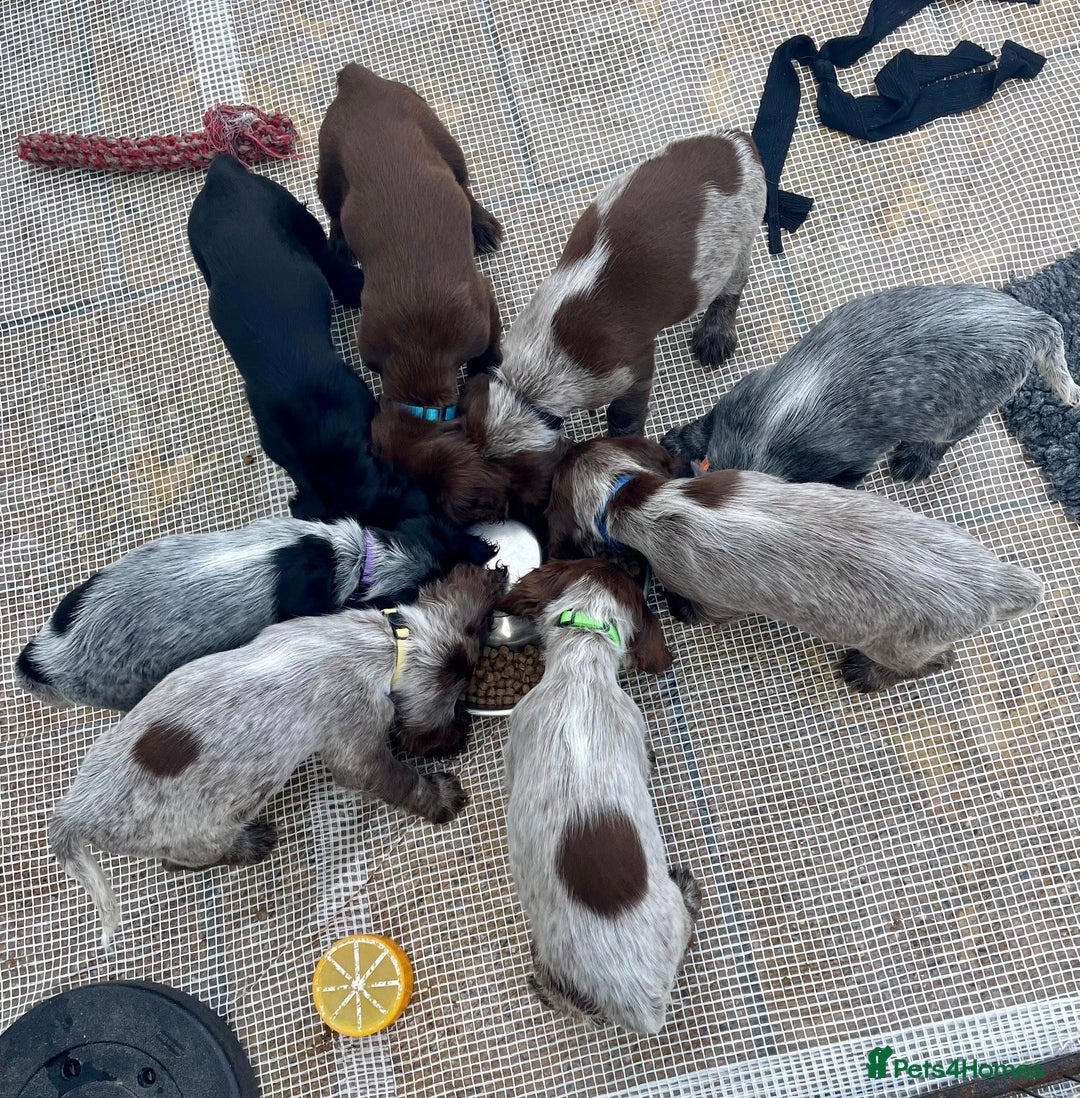 Cocker Spaniel dogs for sale: Stunning Blue/Liver Roan Cocker Spaniels Puppies  - Image 1
