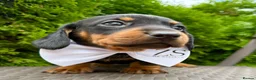 Dachshund dogs for sale: Miniature Dachsund Pups - Advert 9