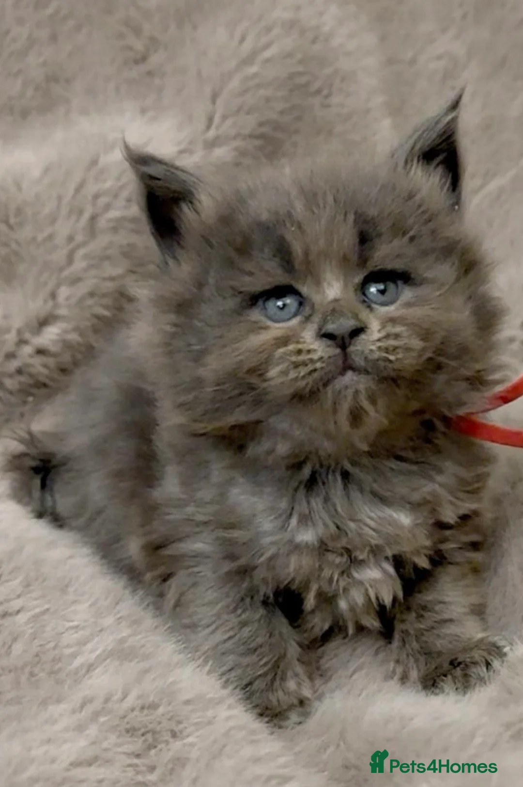 Maine Coon cats for sale: Pedigree GCCF registered Maine Coon kittens  - Advert 23