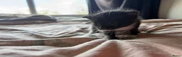Domestic Shorthair cats for sale: Loving kittens looking for 5 ⭐ homes - Advert 4