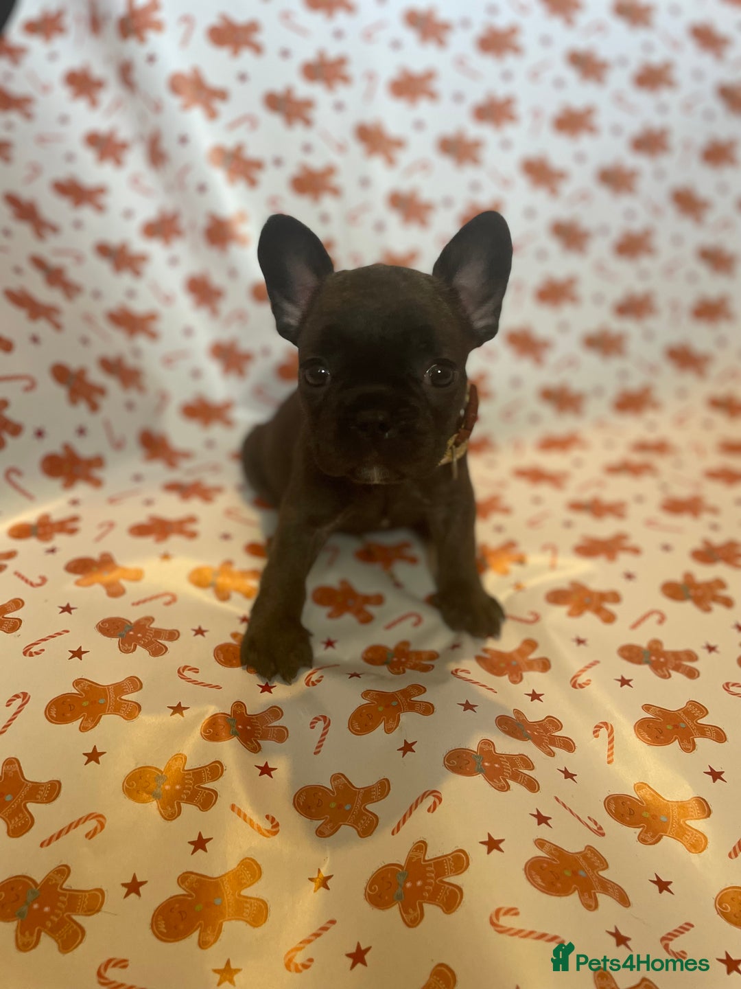 French Bulldog dogs for sale: French Bulldog Puppies - Advert 3
