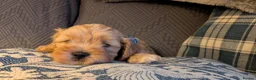 Cavapoo dogs for sale: Cavapoo puppies for sale - Advert 29