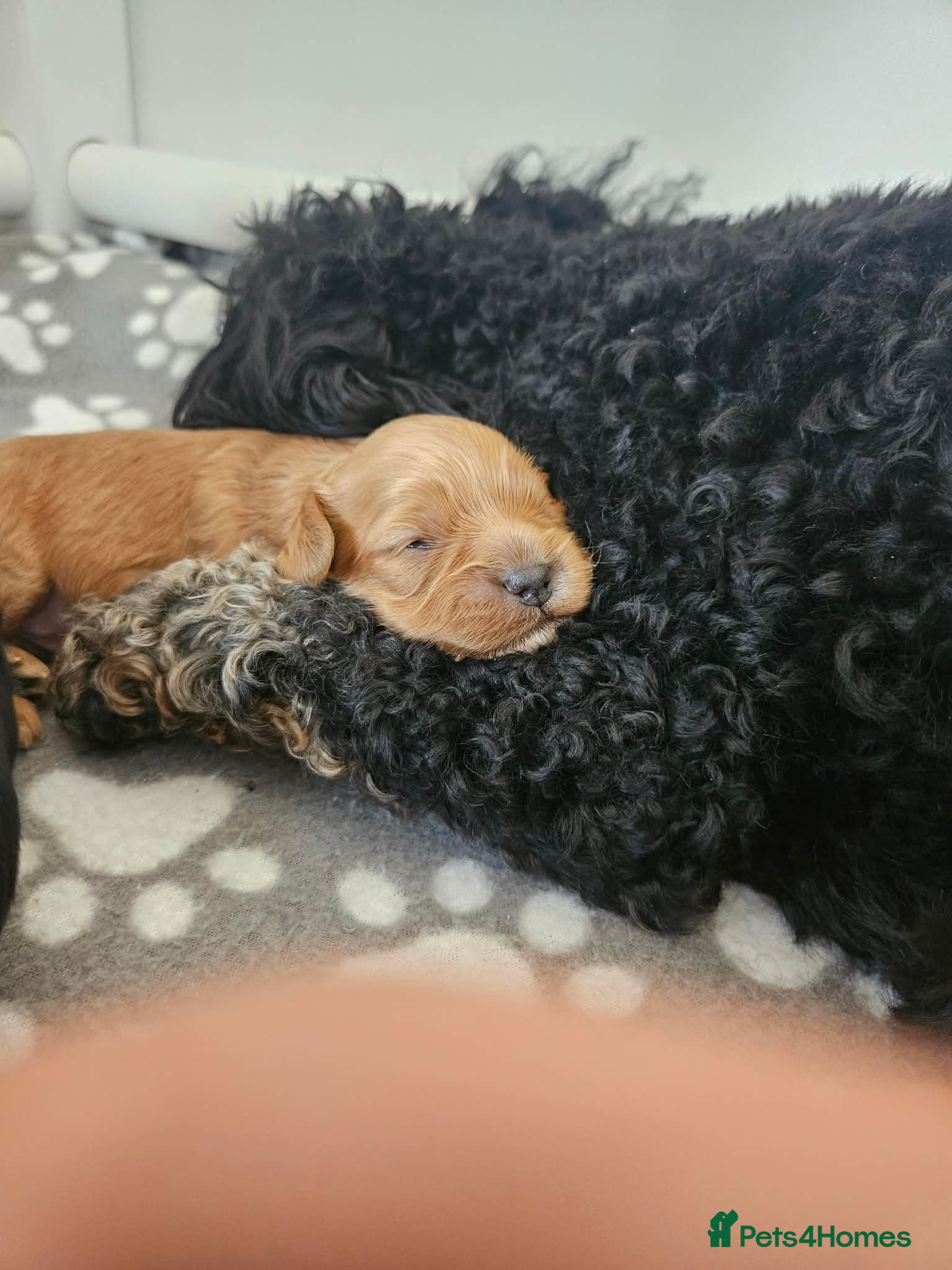 Cavapoo dogs for sale: Cavapoo puppies-deposits taken on all 3 - Advert 15