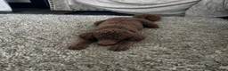 Miniature Poodle dogs for sale: Rehoming my little dogs - Advert 1
