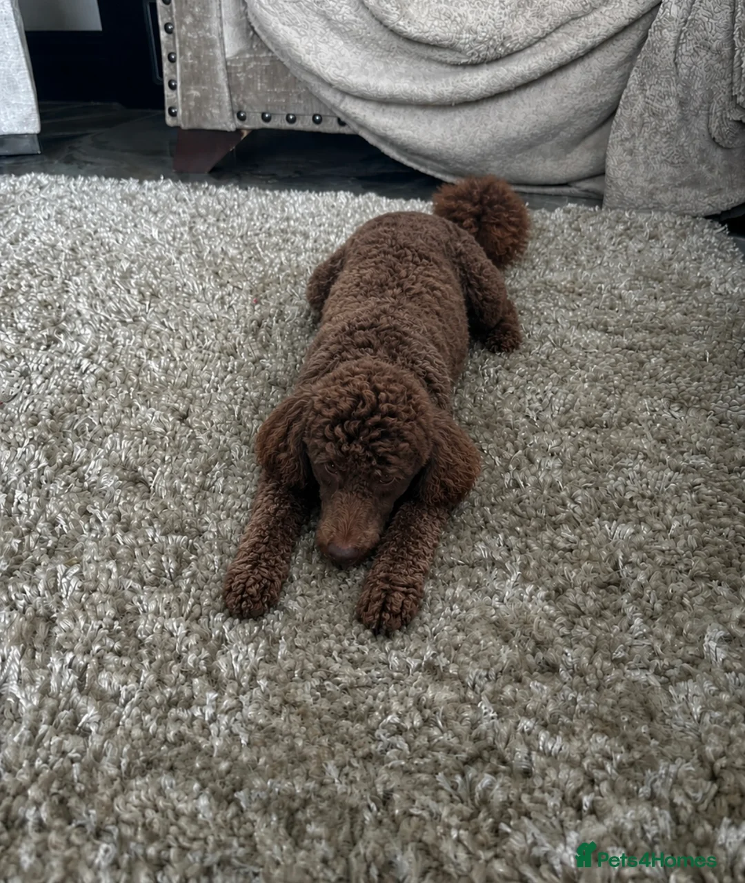 Miniature Poodle dogs for sale: Rehoming my little dogs - Advert 1