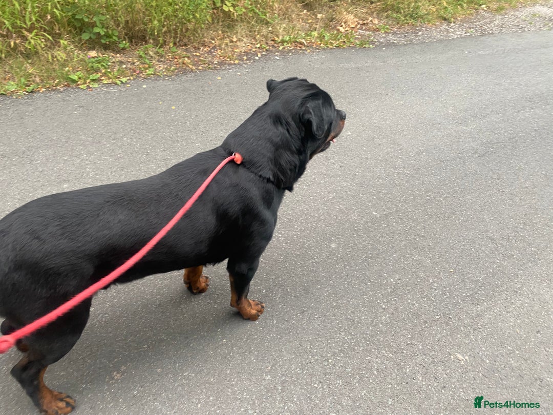Rottweiler dogs for stud: Stunning male Rottweiler for stud  - Image 6