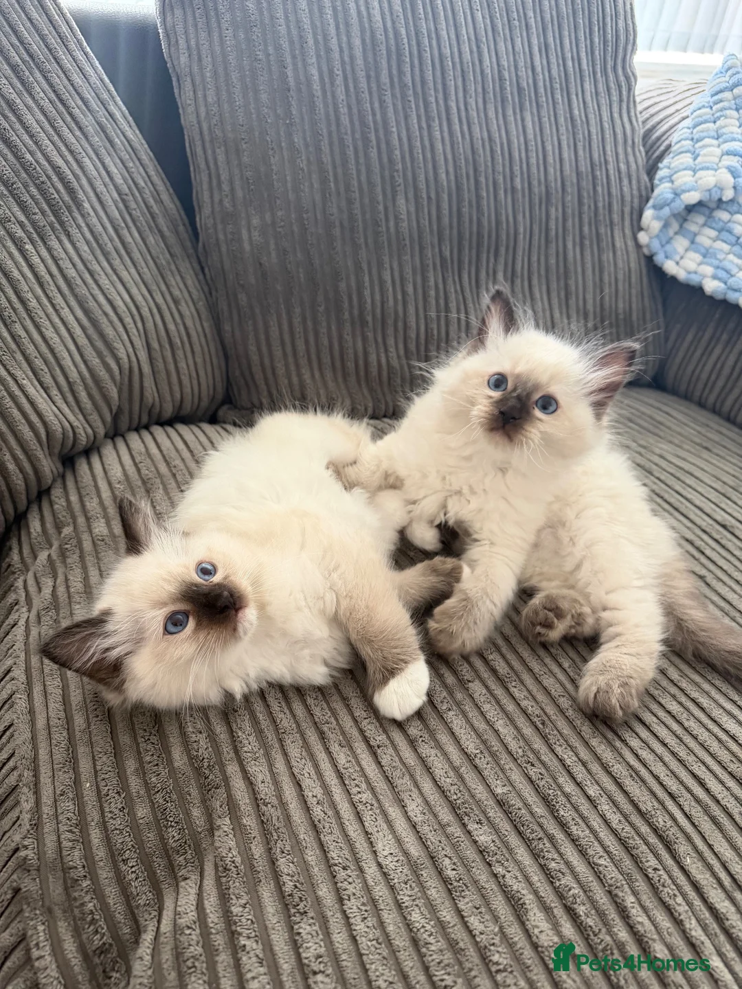Ragdoll cats for sale: Beautiful pedigree ragdoll kittens  - Advert 27