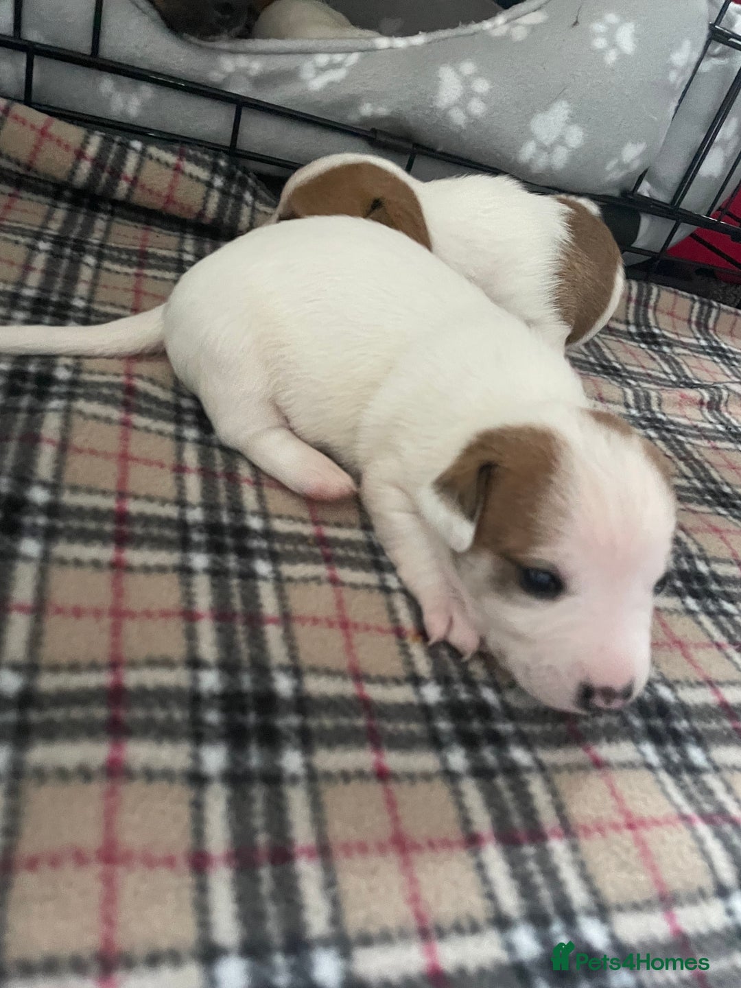 Mixed Breed dogs for sale: Chihuahua x Jack Russell puppies - Image 24