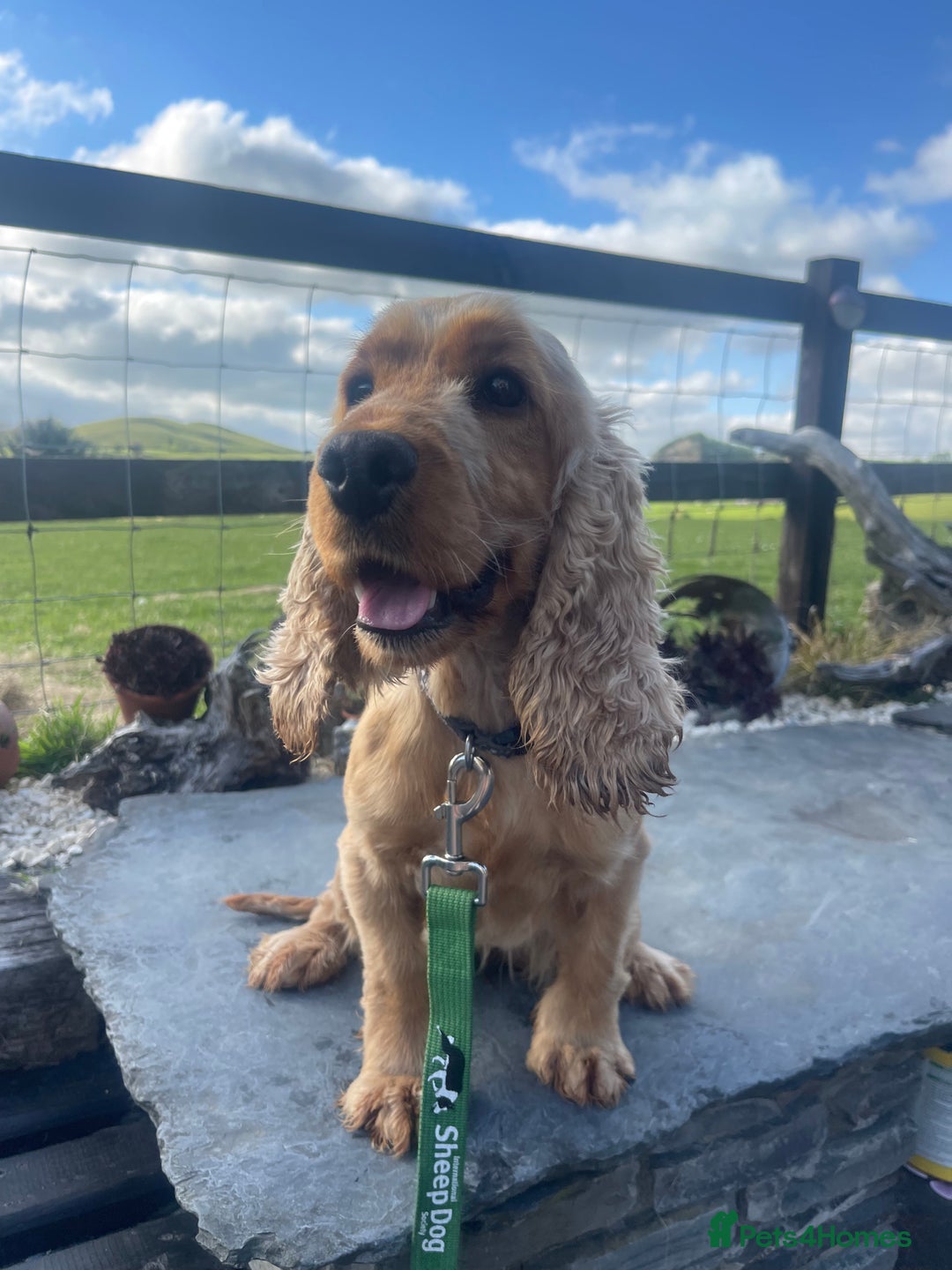 Cocker Spaniel dogs for sale: KC reg & H/Tested Show Cocker Spaniels - Image 16