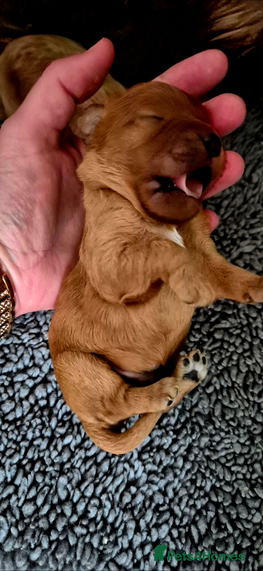 Cavapoo dogs for sale: Exquisit F1 Toy Cavapoos - Health tested Parent - Image 8