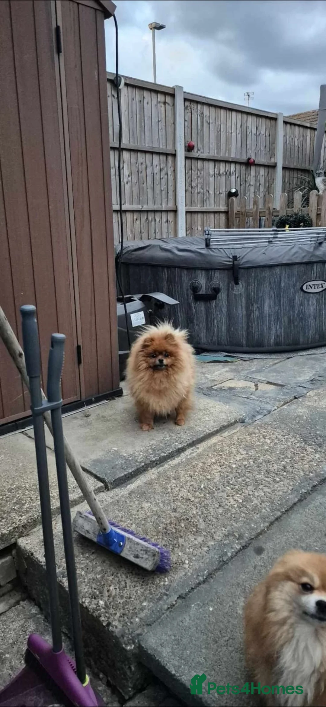 Pomeranian dogs for sale: Female pomeranian  in Loughborough - Advert 2