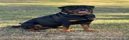 Rottweiler dogs for stud: 6 year old proven male for stud.  in Abergavenny - Advert 2