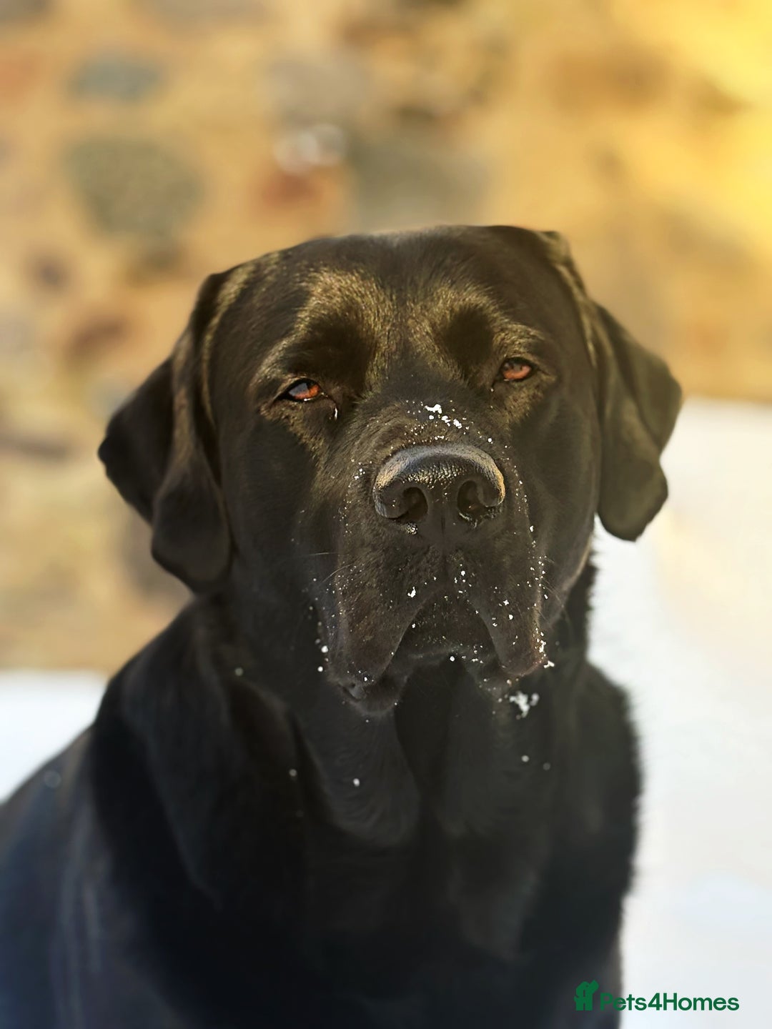 Labrador Retriever dogs for stud: KC registered show Labrador for stud  - Advert 1