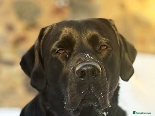 Labrador Retriever dogs KC registered show Labrador for stud - Advert 1