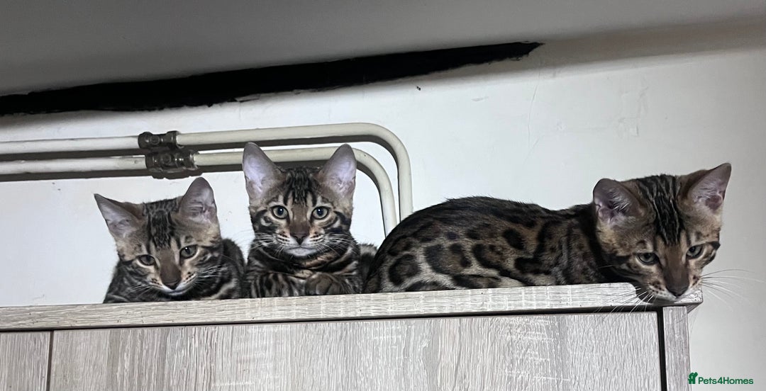 Bengal cats for sale: 2 gorgeous Bengal girls  - Image 5