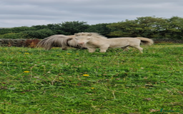 Shetland pony horses for sale: Registered cremello Shetland colt  - Image 4