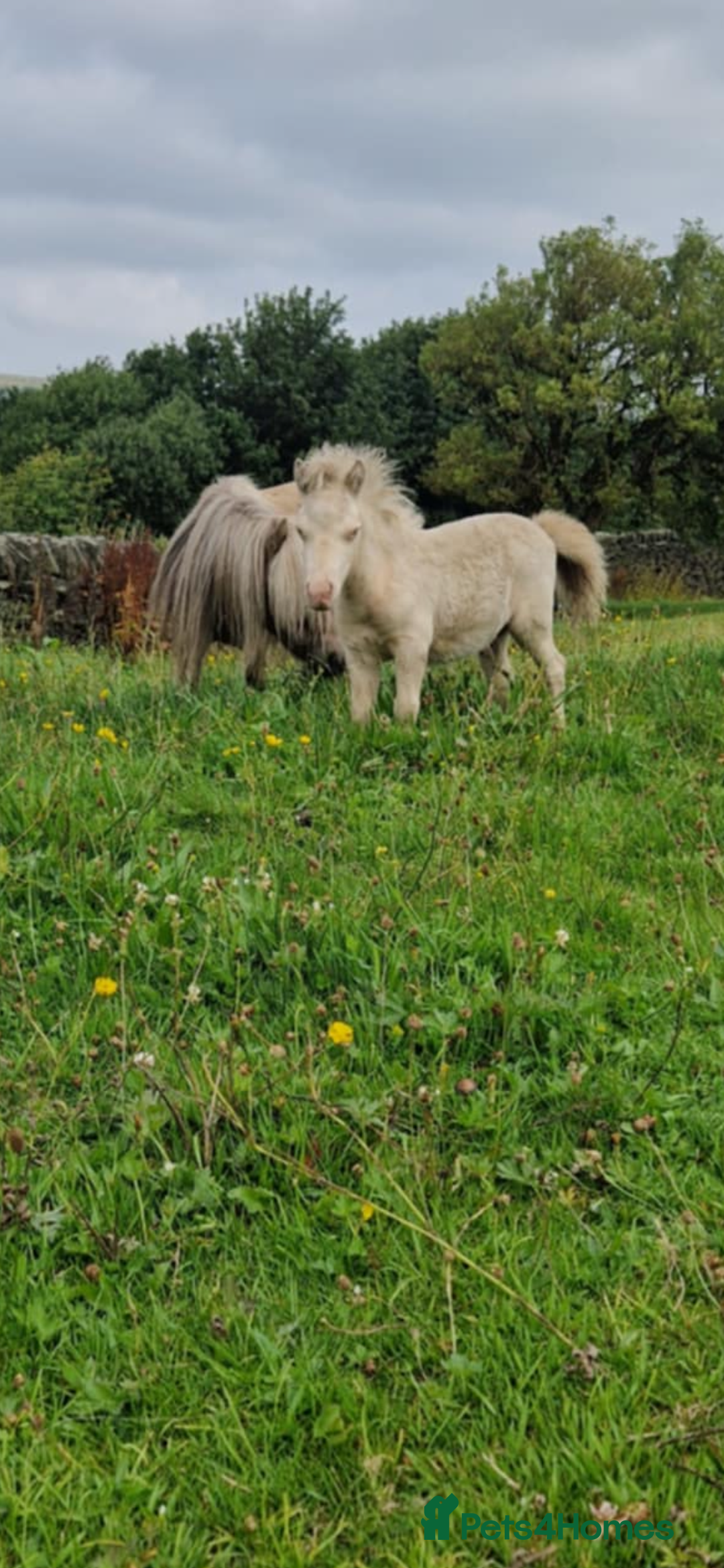 Shetland pony horses for sale: Registered cremello Shetland colt  - Image 4