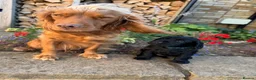 Cocker Spaniel dogs for sale: Working Cocker Spaniels - Advert 9