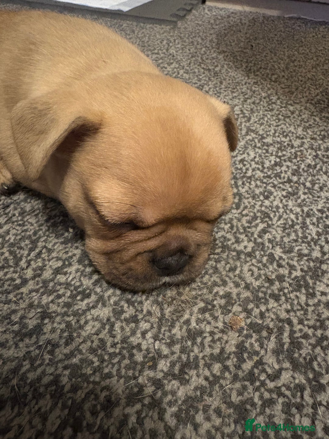 French Bulldog dogs for sale: 3 beautiful girls  - Image 5