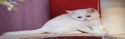 Scottish Fold cats for sale: Scottish fold and straight girls - Advert 7