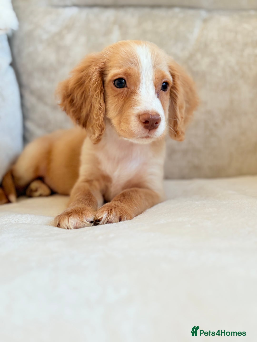 Cocker Spaniel dogs for sale: Stunning cocker spaniel puppies  - Advert 12