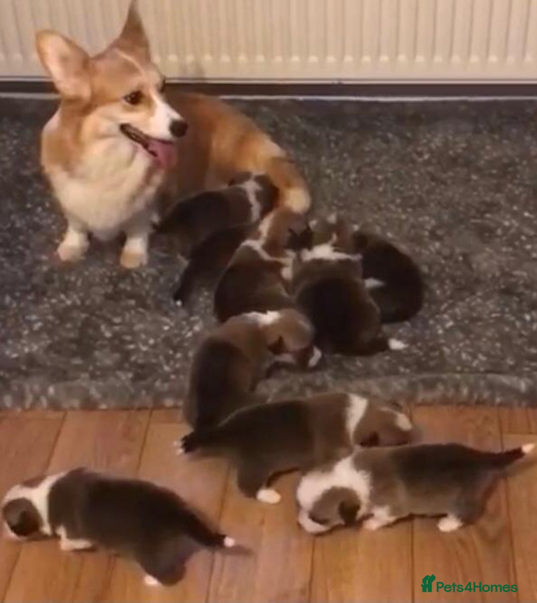 Welsh Corgi Pembroke dogs for sale: Health tested Quality Pembrokeshire Corgie Puppies - Image 9