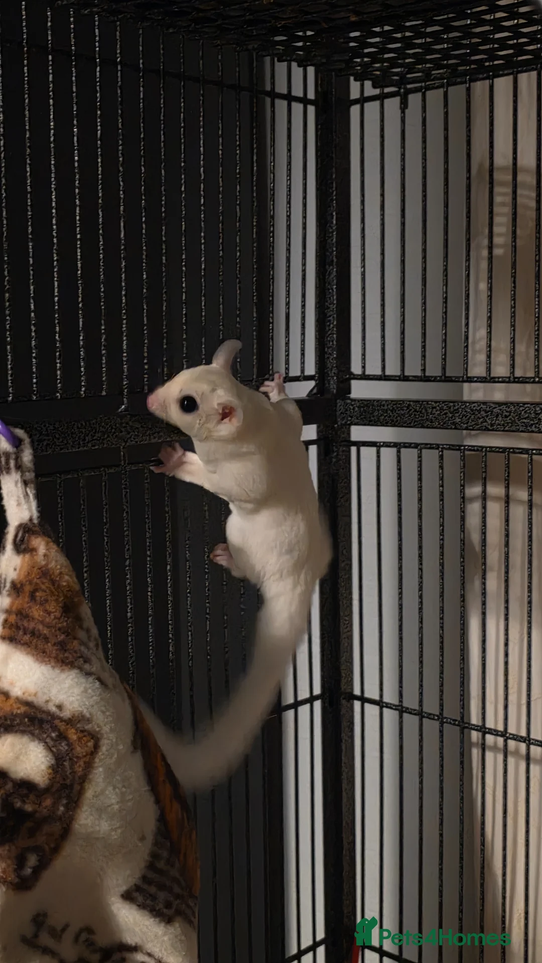 Sugar Glider rodents for sale: MALE SUGAR GLIDER FOR SALE - Advert 2