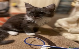 Maine Coon cats for sale: 3 mine coons cross girls  - Image 1