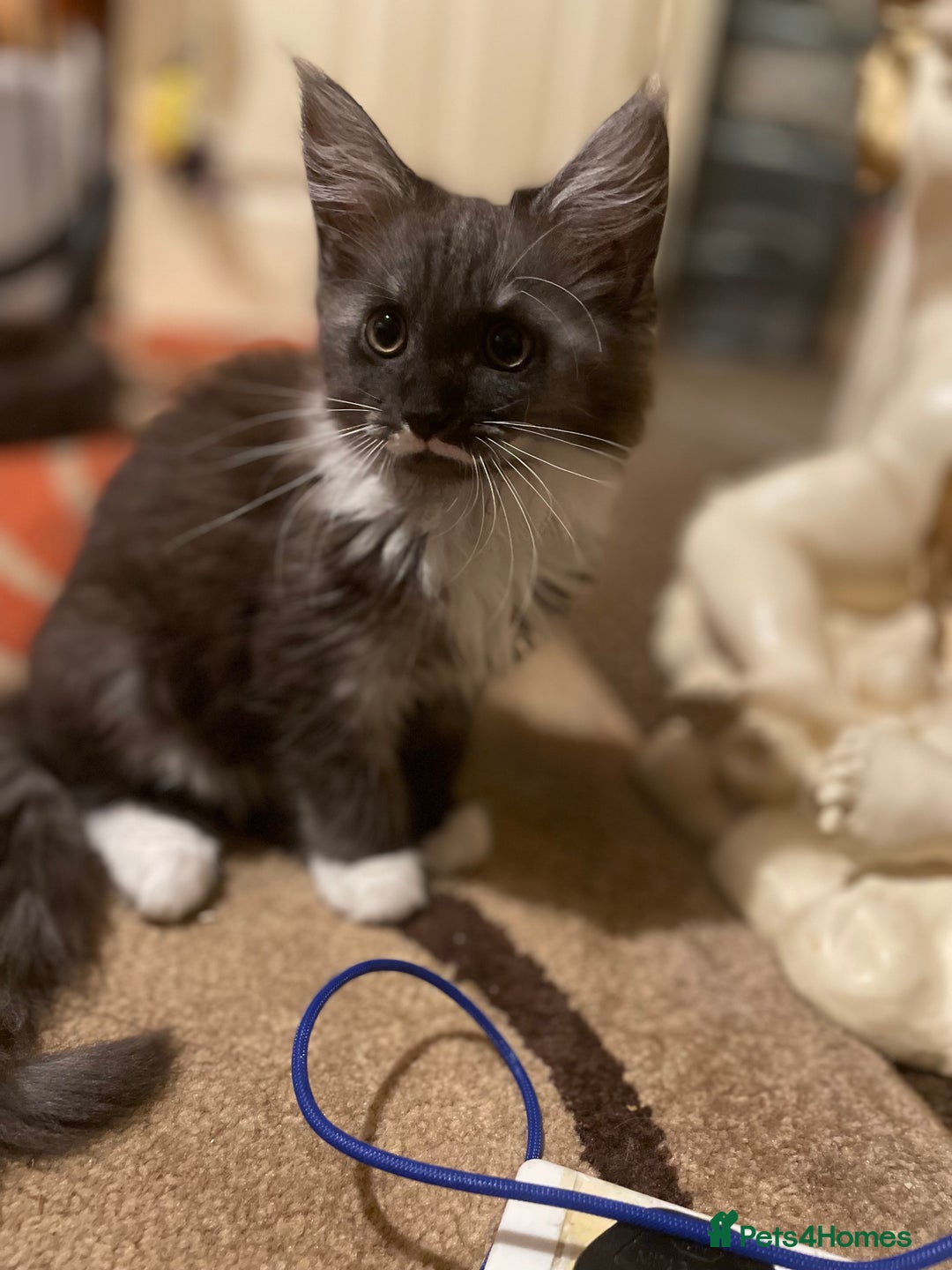 Maine Coon cats for sale: 3 mine coons cross girls  - Image 1