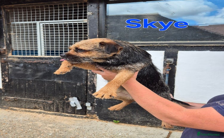 Border Terrier dogs - Advert 4