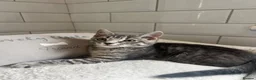Bengal cats for sale: Tabby mixed kittens  - Advert 3