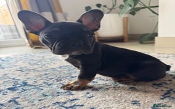 French Bulldog dogs for sale:  REDUCED, 1 GIRL LEFT French bulldog puppies  - Image 15