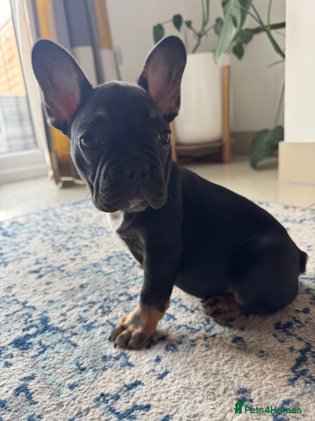 French Bulldog dogs for sale:  REDUCED, 1 GIRL LEFT French bulldog puppies  - Image 15