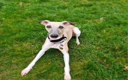 Whippet dogs for sale: Beautiful KC whippet pups for sale :) - Image 10