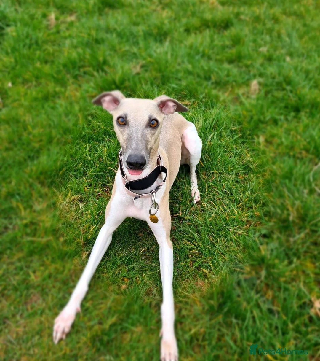 Whippet dogs for sale: Beautiful KC whippet pups for sale :) - Image 10