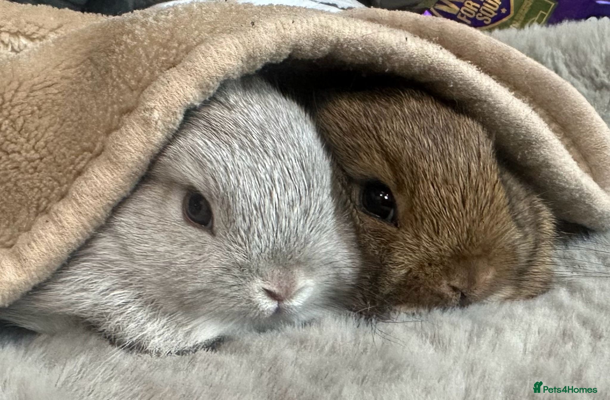Netherland Dwarf rabbits Pure bred Netherland Dwarf - Advert 1
