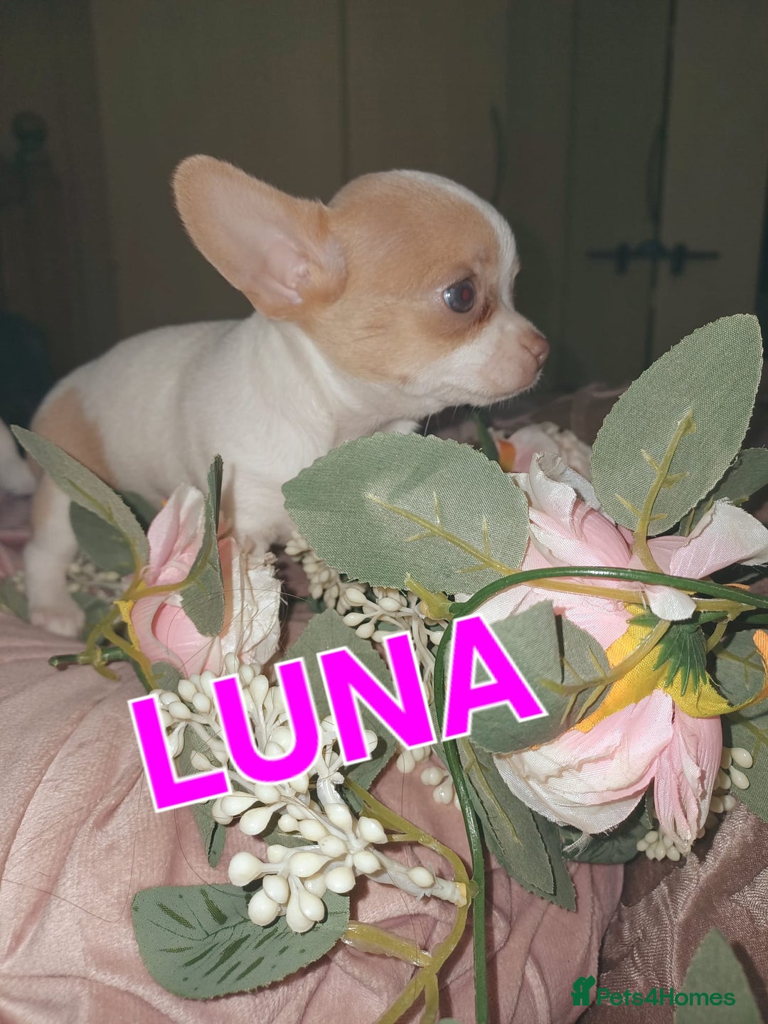 Chihuahua dogs for sale: Chihuahua pups stunning - Image 25