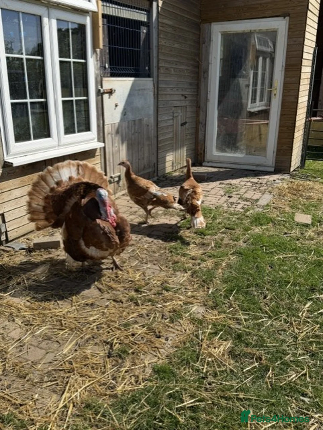 Turkeys poultry for sale: Bourbon Red Turkey Stag and 3 Hens in Maldon - Advert 8