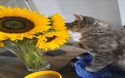 Mixed Breed cats for sale: Darcy looking for her forever home  - Image 11