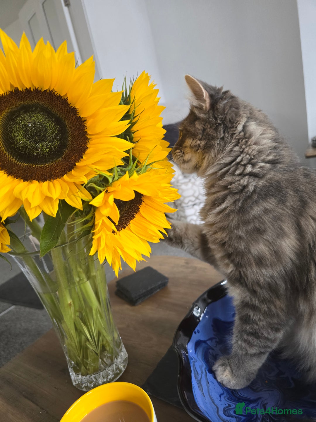 Mixed Breed cats for sale: Darcy looking for her forever home  - Image 11