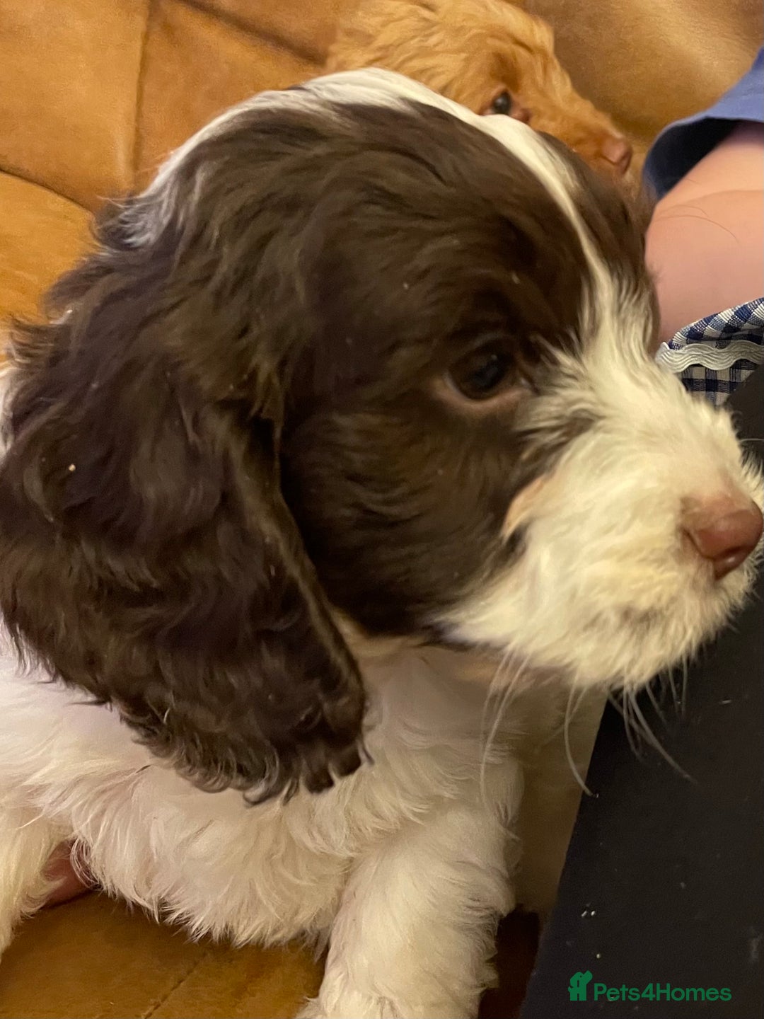 Cockapoo dogs for sale: Chunky Cockapoo Puppies - Image 16