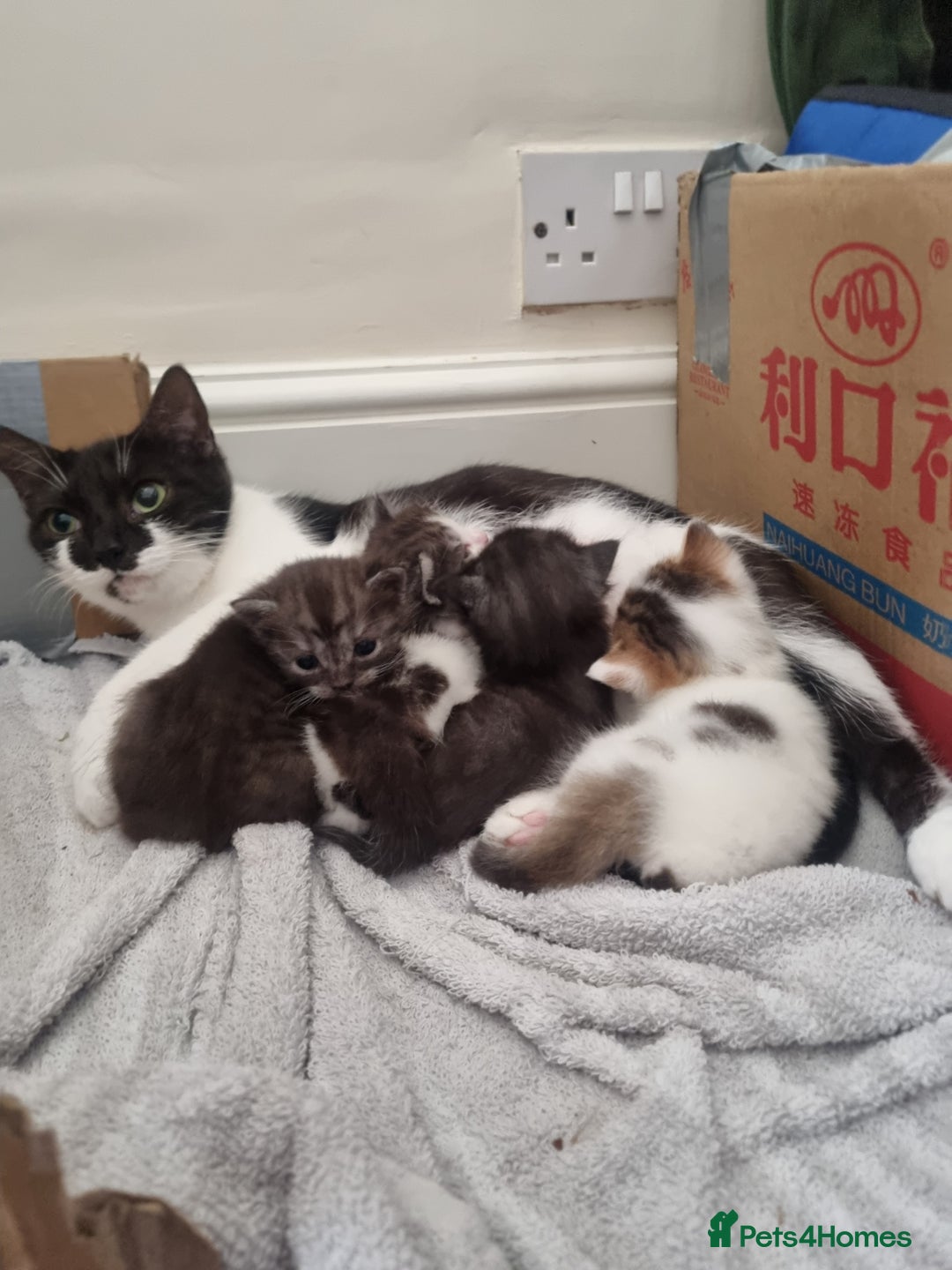 Mixed Breed cats for sale: Ghost tabby cat - Advert 7