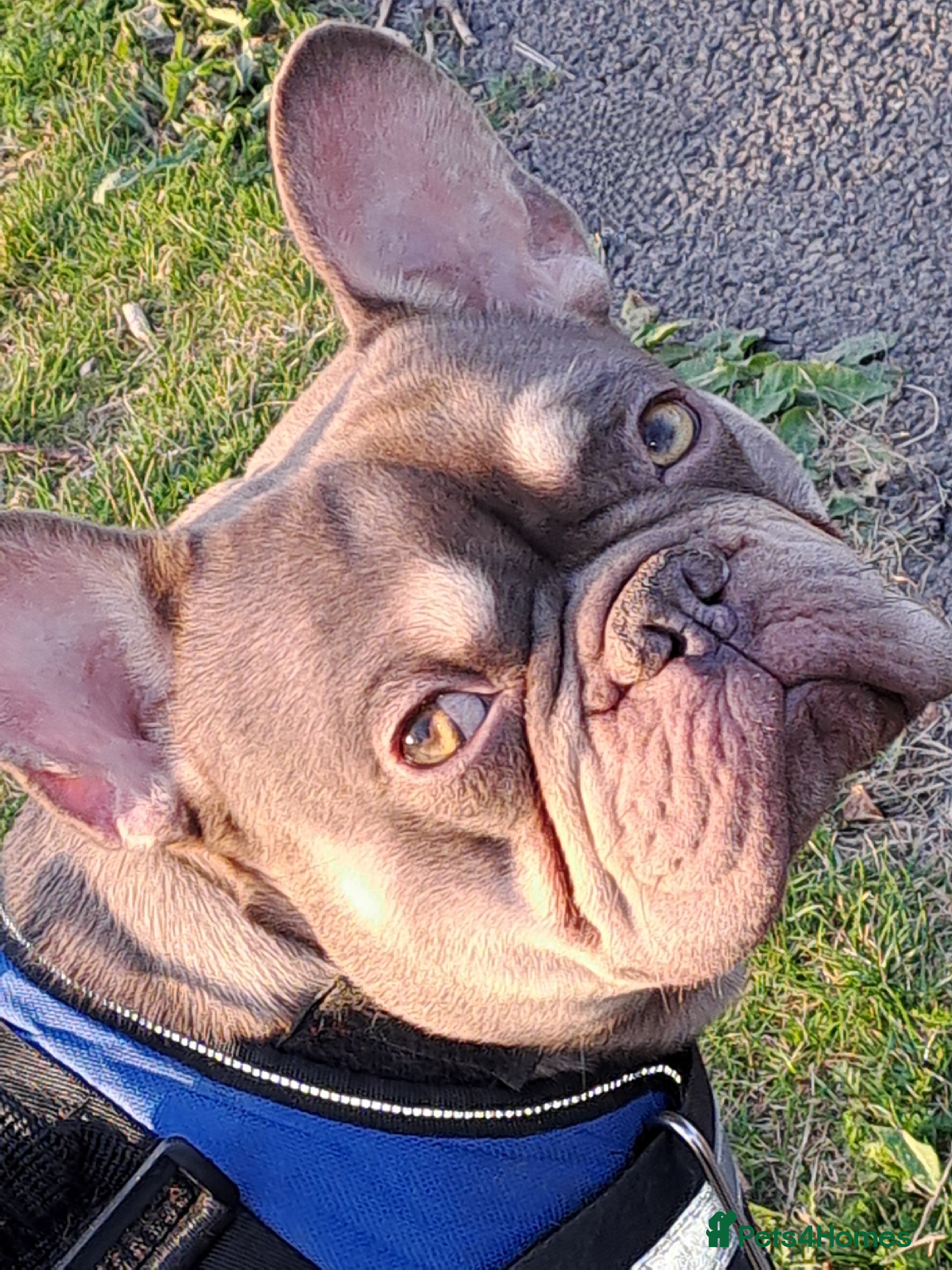 French Bulldog dogs KC TOP DRAW STUD Ramsgate  - Advert 17