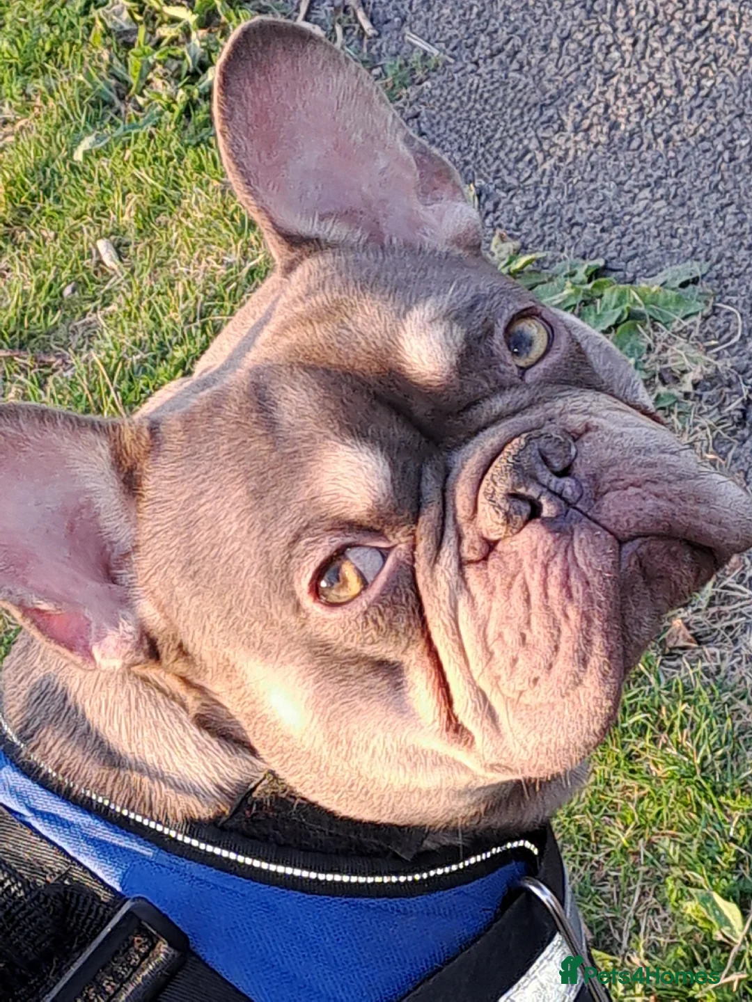 French Bulldog dogs for stud: KC TOP DRAW STUD Ramsgate  in Ramsgate - Advert 4