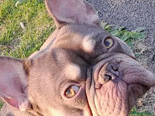French Bulldog dogs KC TOP DRAW STUD Ramsgate - Advert 17